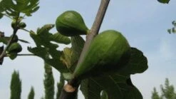 Vijg Op Stam (Ficus Carica) -DIRECTPLANT Winkel 20120221133840 8