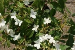 Sneeuwbal (Viburnum Plicatum 'Watanabe') -DIRECTPLANT Winkel 20120221135107 8