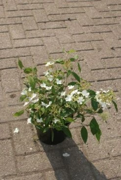 Sneeuwbal (Viburnum Plicatum 'Watanabe') -DIRECTPLANT Winkel 20120221135139 8 2