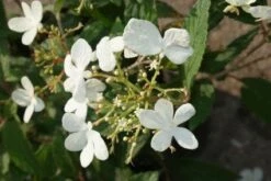 Sneeuwbal (Viburnum Plicatum 'Watanabe') -DIRECTPLANT Winkel 20120221135204 8 2