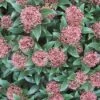 Skimmia (Skimmia Japonica 'Rubella') -DIRECTPLANT Winkel 20120221150712 8