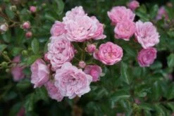 Stamroos (Rosa 'The Fairy') -DIRECTPLANT Winkel 20120221151648 1