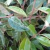 Olijfwilg Als Boom (Elaeagnus Pungens 'Maculata') -DIRECTPLANT Winkel 20120225092847 8