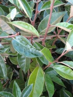 Olijfwilg Als Leiboom (Elaeagnus Ebbingei) -DIRECTPLANT Winkel 20120225092954 2