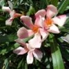 Roze Oleander (Nerium Oleander) -DIRECTPLANT Winkel 20120225093131 8