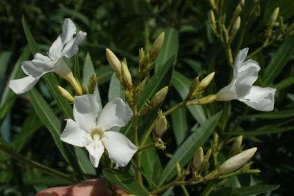 Oleander Als Leivorm (Nerium Oleander) 5 Oleander Als Leivorm (Nerium Oleander) - Afbeelding 3