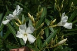 Oleander Als Leivorm (Nerium Oleander) 8 Oleander Als Leivorm (Nerium Oleander) -DIRECTPLANT Winkel 20120225093249 1