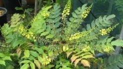 Mahoniestruik (Mahonia Media 'Winter Sun') -DIRECTPLANT Winkel 20120225093859 11 1