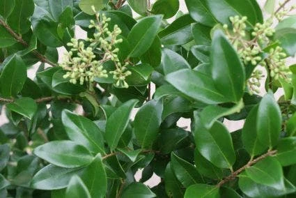 Liguster (Ligustrum Japonicum 'Texanum') 3 Liguster (Ligustrum Japonicum 'Texanum')