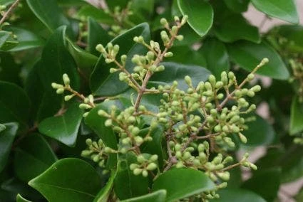 Liguster (Ligustrum Japonicum 'Texanum') 4 Liguster (Ligustrum Japonicum 'Texanum') - Afbeelding 2