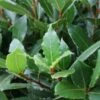Echte Laurier Op Stam (Laurus Nobilis) -DIRECTPLANT Winkel 20120225100315 4