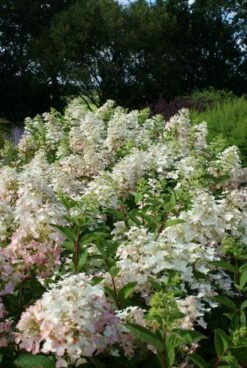 Pluimhortensia (Hydrangea Paniculata 'Unique') 11 Pluimhortensia (Hydrangea Paniculata 'Unique') -DIRECTPLANT Winkel 20120225112833 5