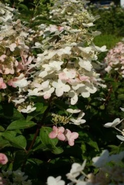 Pluimhortensia (Hydrangea Paniculata 'Unique') -DIRECTPLANT Winkel 20120225112900 5 1