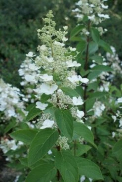 Pluimhortensia (Hydrangea Paniculata 'Tardiva') -DIRECTPLANT Winkel 20120225115936 2