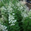 Pluimhortensia (Hydrangea Paniculata 'Tardiva') -DIRECTPLANT Winkel 20120225120022 2