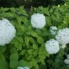 Hortensia (Hydrangea Arborescens 'Grandiflora') -DIRECTPLANT Winkel 20120225121356 1 2