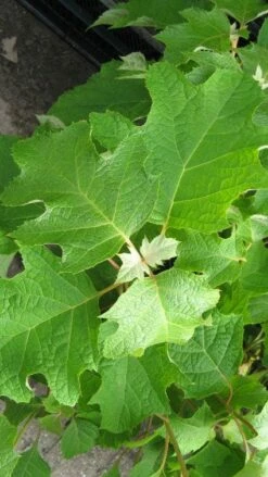 Eikenbladhortensia (Hydrangea Quercifolia) -DIRECTPLANT Winkel 20120225121709 6