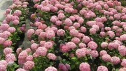 Hortensia (Hydrangea 'Pink Annabelle') -DIRECTPLANT Winkel 20120225121900 1