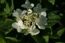 Pluimhortensia (Hydrangea Paniculata 'Dart's Little Dot') -DIRECTPLANT Winkel 20120225125718 4