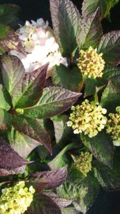 Hortensia (Hydrangea 'Preziosa') -DIRECTPLANT Winkel 20120225171730 2