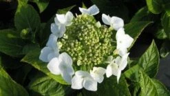 Hortensia (Hydrangea Macrophylla 'Lanarth White') -DIRECTPLANT Winkel 20120225172724 4