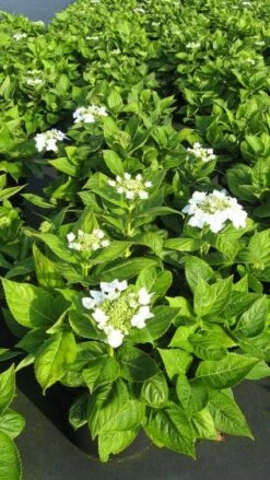 Hortensia (Hydrangea Macrophylla 'Lanarth White') -DIRECTPLANT Winkel 20120225172750 4