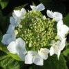 Hortensia (Hydrangea Macrophylla 'Teller White') -DIRECTPLANT Winkel 20120225173140 4 1