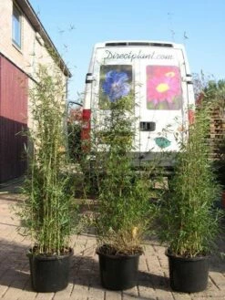 Niet Woekerende Bamboe (Fargesia 'Jiuzhaigou') 24 Niet Woekerende Bamboe (Fargesia 'Jiuzhaigou') -DIRECTPLANT Winkel 20120226104653 4