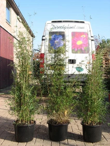 Niet Woekerende Bamboe (Fargesia 'Jiuzhaigou') 8 Niet Woekerende Bamboe (Fargesia 'Jiuzhaigou') - Afbeelding 6