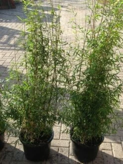 Niet Woekerende Bamboe (Fargesia 'Jiuzhaigou') 30 Niet Woekerende Bamboe (Fargesia 'Jiuzhaigou') -DIRECTPLANT Winkel 20120226104717 4