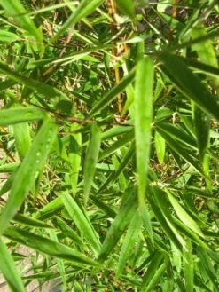 Niet Woekerende Bamboe (Fargesia 'Jiuzhaigou') 22 Niet Woekerende Bamboe (Fargesia 'Jiuzhaigou') -DIRECTPLANT Winkel 20120226104740 4