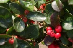Bergthee / Patrijzenbes (Gaultheria Procumbens) -DIRECTPLANT Winkel 20120226104835 2