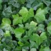 Klimop Als Prieel (Hedera Hibernica) -DIRECTPLANT Winkel 20120226105214 1