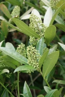 Skimmia (Skimmia Confusa 'Kew Green') -DIRECTPLANT Winkel 20120228154247 3 1