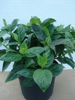 Hortensia (Hydrangea Macrophylla 'Lanarth White') -DIRECTPLANT Winkel 20120305134546 4 1