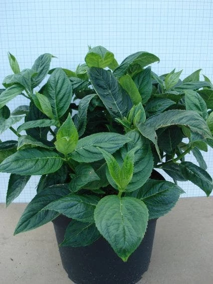 Hortensia (Hydrangea Macrophylla 'Lanarth White') 7 Hortensia (Hydrangea Macrophylla 'Lanarth White') - Afbeelding 5