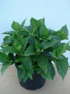 Hortensia (Hydrangea Macrophylla 'Mariesii Perfecta')