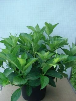 Hortensia (Hydrangea Macrophylla 'Soeur Therese') -DIRECTPLANT Winkel 20120305134857 3 2