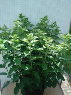 Pluimhortensia (Hydrangea Paniculata 'Unique') 13 Pluimhortensia (Hydrangea Paniculata 'Unique') -DIRECTPLANT Winkel 20120305135303 5