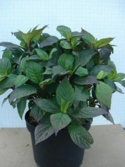 Hortensia (Hydrangea 'Preziosa') -DIRECTPLANT Winkel 20120305135330 2 1