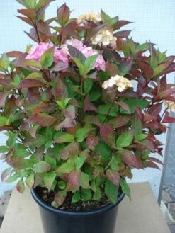 Hortensia (Hydrangea 'Preziosa') -DIRECTPLANT Winkel 20120305135348 2