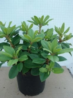 Rhododendron (Rhododendron Catawbiense 'Boursault') -DIRECTPLANT Winkel 20120305135536 2 1