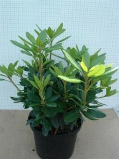 Rhododendron (Rhododendron Catawbiense 'Grandiflorum') -DIRECTPLANT Winkel 20120305135657 13