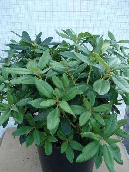 Rhododendron (Rhododendron 'Percy Wiseman') 4 Rhododendron (Rhododendron 'Percy Wiseman') - Afbeelding 2