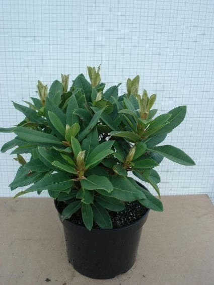 Rhododendron (Rhododendron 'Red Jack') 4 Rhododendron (Rhododendron 'Red Jack') - Afbeelding 2