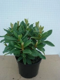 Rhododendron (Rhododendron 'Red Jack') -DIRECTPLANT Winkel 20120305140117 2