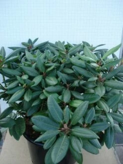 Rhododendron (Rhododendron Catawbiense 'Boursault') -DIRECTPLANT Winkel 20120305140234 2