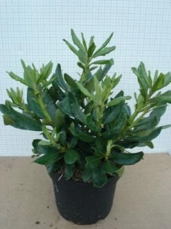 Rhododendron (Rhododendron 'Nova Zembla') -DIRECTPLANT Winkel 20120305140253 7
