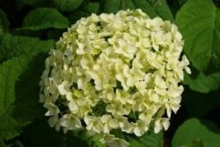 Hortensia (Hydrangea 'Strong Annabelle') -DIRECTPLANT Winkel 20120716105647 1