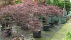 Japanse Esdoorn (Acer Palmatum 'Garnet') -DIRECTPLANT Winkel 20120821142717 12 1